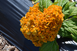 Armor Yellow (Celosia 'Armor Yellow') at Lakeshore Garden Centres