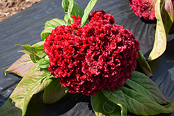 Armor Red (Celosia 'Armor Red') at Lakeshore Garden Centres