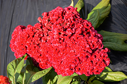 Armor Purple (Celosia 'Armor Purple') at Lakeshore Garden Centres