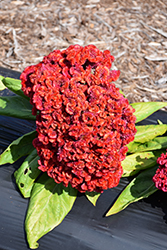 Armor Orange (Celosia 'Armor Orange') at Lakeshore Garden Centres