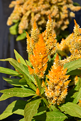 Kimono Yellow Celosia (Celosia 'Kimono Yellow') at Lakeshore Garden Centres