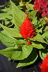 Kimono Scarlet Celosia (Celosia 'Kimono Scarlet') at Lakeshore Garden Centres