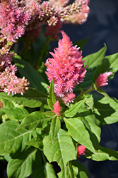 Kimono Salmon Pink Celosia (Celosia 'Kimono Salmon Pink') at Lakeshore Garden Centres