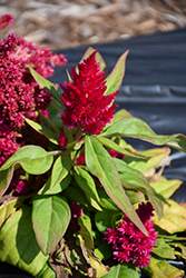 Kimono Rose Celosia (Celosia 'Kimono Rose') at Lakeshore Garden Centres