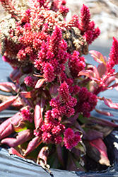 Kimono Red Celosia (Celosia 'Kimono Red') at Lakeshore Garden Centres