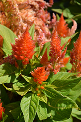 Kimono Orange Celosia (Celosia 'Kimono Orange') at Lakeshore Garden Centres