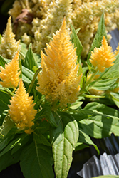 Kimono Cream Celosia (Celosia 'Kimono Cream') at Lakeshore Garden Centres