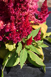 Kimono Cherry Red Celosia (Celosia 'Kimono Cherry Red') at Lakeshore Garden Centres