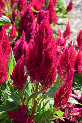 Century Rose Celosia (Celosia 'Century Rose') at Lakeshore Garden Centres