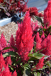 Century Pink Celosia (Celosia 'Century Pink') at Lakeshore Garden Centres