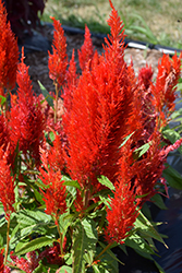 Century Fire Celosia (Celosia 'Century Fire') at Lakeshore Garden Centres