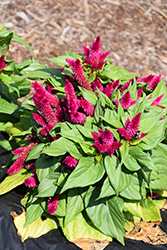 Kosmo Cherry Celosia (Celosia 'Kosmo Cherry') at Lakeshore Garden Centres