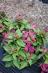 Kosmo Pink Celosia (Celosia 'Celkopi') at Lakeshore Garden Centres