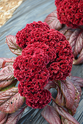 Dracula Celosia (Celosia cristata 'Dracula') at Lakeshore Garden Centres