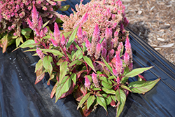 Smart Look Romantica Celosia (Celosia 'Smart Look Romantica') at Lakeshore Garden Centres