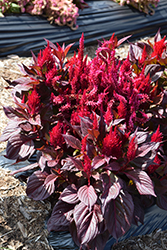 New Look Celosia (Celosia plumosa 'New Look') at Lakeshore Garden Centres
