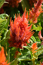 Fresh Look Orange Celosia (Celosia 'Fresh Look Orange') at Lakeshore Garden Centres