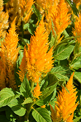 Fresh Look Gold Celosia (Celosia 'Fresh Look Gold') at Lakeshore Garden Centres