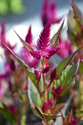 Kelos Atomic Violet Celosia (Celosia 'Kelos Atomic Violet') at Lakeshore Garden Centres