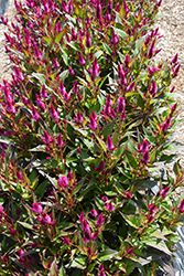 Kelos Atomic Violet Celosia (Celosia 'Kelos Atomic Violet') at Lakeshore Garden Centres