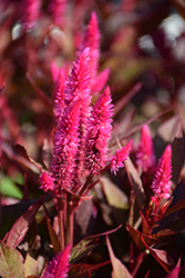 Kelos Atomic Neon Pink Celosia (Celosia 'Kelos Atomic Neon Pink') at Lakeshore Garden Centres