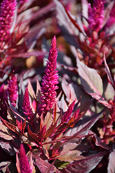 Kelos Fire Purple Celosia (Celosia 'Kelos Fire Purple') at Lakeshore Garden Centres