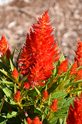 Kelos Fire Orange Celosia (Celosia 'Kelos Fire Orange') at Lakeshore Garden Centres