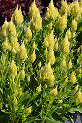 Kelos Fire Lime Celosia (Celosia 'Kelos Fire Lime') at Lakeshore Garden Centres