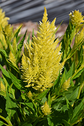 Kelos Fire Lime Celosia (Celosia 'Kelos Fire Lime') at Lakeshore Garden Centres