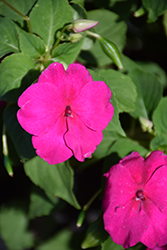 Lollipop Raspberry Violet Impatiens (Impatiens 'Lollipop Raspberry Violet') at Lakeshore Garden Centres
