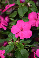 Lollipop Pomegranate Carmine Impatiens (Impatiens 'Lollipop Pomegranate Carmine') at Lakeshore Garden Centres