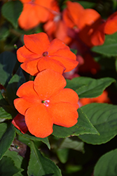 Lollipop Orange Impatiens (Impatiens 'Lollipop Orange') at Lakeshore Garden Centres
