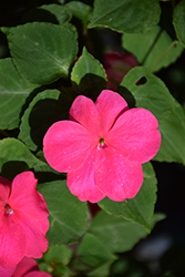 Lollipop Fruit Punch Rose Impatiens (Impatiens 'Lollipop Fruit Punch Rose') at Lakeshore Garden Centres