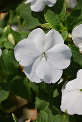 Lollipop Coconut White Impatiens (Impatiens 'Lollipop Coconut White') at Lakeshore Garden Centres