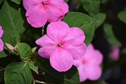 Lollipop Bubblegum Pink Impatiens (Impatiens 'Lollipop Bubblegum Pink') at Lakeshore Garden Centres