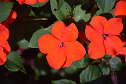 Imara XDR Orange Impatiens (Impatiens walleriana 'Imara XDR Orange') at Lakeshore Garden Centres