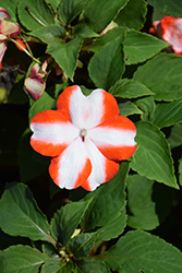 Imara XDR Orange Star Impatiens (Impatiens walleriana 'Imara XDR Orange Star') at Lakeshore Garden Centres