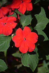 Imara XDR Red Impatiens (Impatiens walleriana 'Imara XDR Red') at Lakeshore Garden Centres