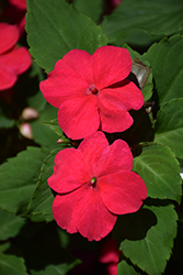 Imara XDR Rose Impatiens (Impatiens walleriana 'Imara XDR Rose') at Lakeshore Garden Centres
