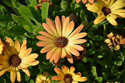 Akila Sunset Shades African Daisy (Osteospermum ecklonis 'PAS1260426') at Lakeshore Garden Centres