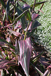 Pink Zebra Ornamental Corn (Zea mays 'Pink Zebra') at Lakeshore Garden Centres