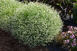 Glamour Euphorbia (Euphorbia graminea 'Glamour') at Lakeshore Garden Centres