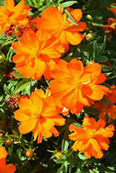 Mandarin Cosmos (Cosmos sulphureus 'Mandarin') at Lakeshore Garden Centres