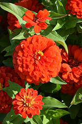 Zesty Scarlet Zinnia (Zinnia elegans 'Zesty Scarlet') at Lakeshore Garden Centres