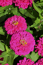 Zesty Fuchsia Zinnia (Zinnia elegans 'Zesty Fuchsia') at Lakeshore Garden Centres