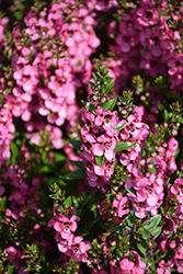 Serenita Rose Angelonia (Angelonia angustifolia 'PAS1141456') at Lakeshore Garden Centres