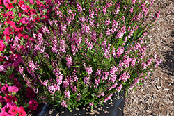 Serena Rose Angelonia (Angelonia angustifolia 'PAS1180775') at A Very Successful Garden Center