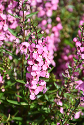 Serena Rose Angelonia (Angelonia angustifolia 'PAS1180775') at Lakeshore Garden Centres