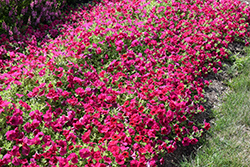 Wave Carmine Velour Petunia (Petunia 'PAS1302763') at Lakeshore Garden Centres