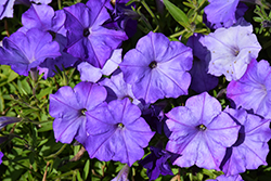 Easy Wave Lavender Sky Blue Petunia (Petunia 'Easy Wave Lavender Sky Blue') at Lakeshore Garden Centres